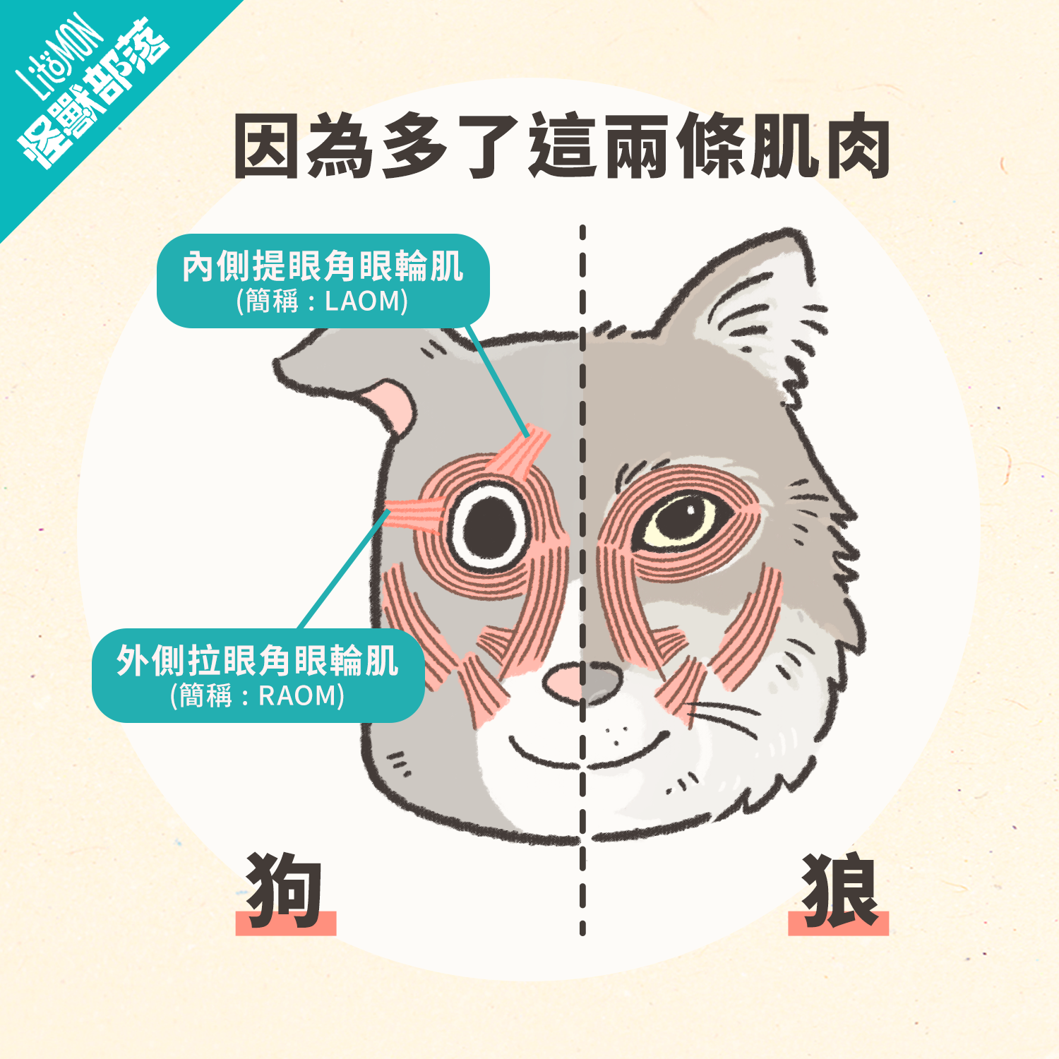 狗狗水汪汪眼神欠關懷，居然是「這個」的作用？ - 怪獸部落