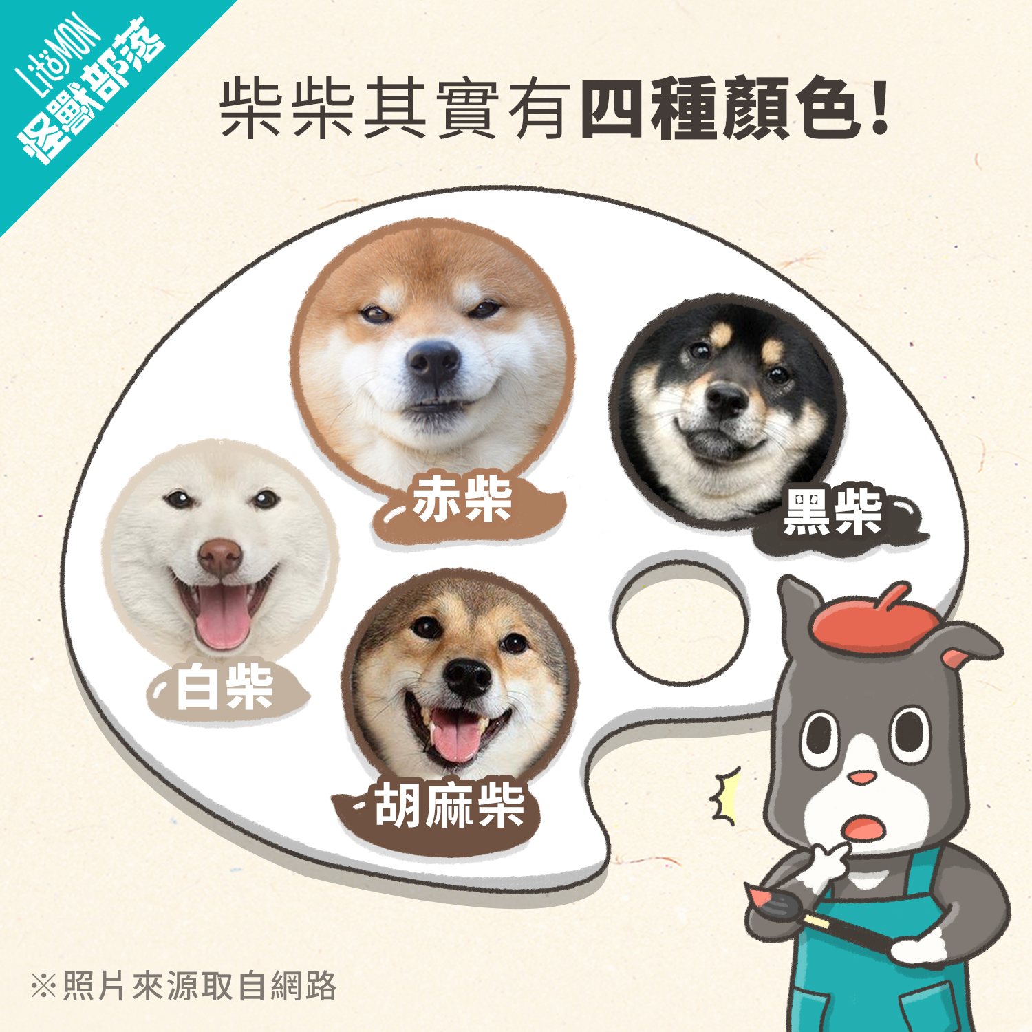 柴犬好養嗎？特徵、個性、智商、常見缺點與飼養指南- 怪獸部落