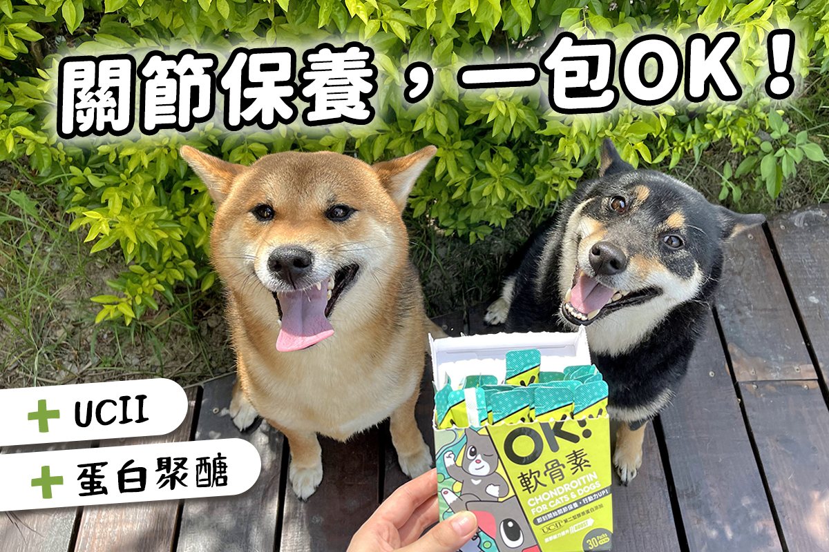 台灣犬是台灣土狗嗎 台灣犬智商 特徵 超強天賦技能解密