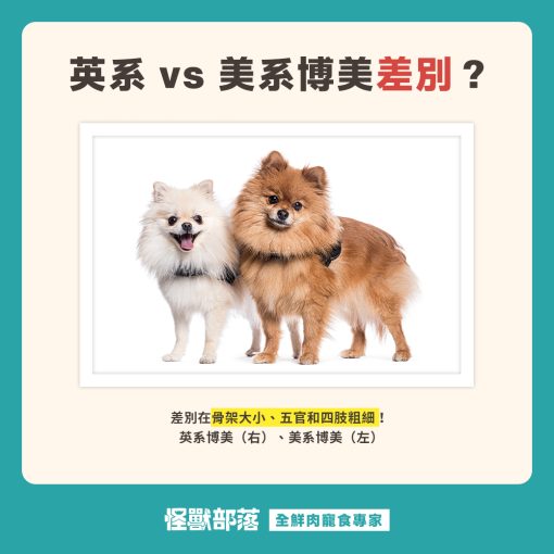 博美犬好養嗎?松鼠博美由來、個性、智商與壽命飼養重點一次看懂 - 怪獸部落
