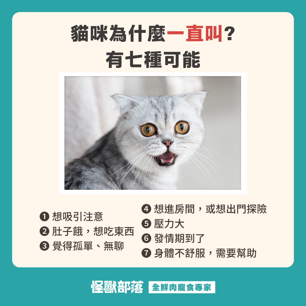 貓咪一直叫怎麼辦？7大原因解析，該不該理牠一次說清- 怪獸部落