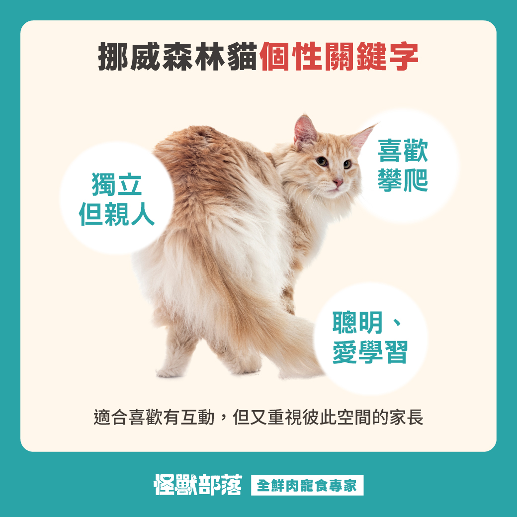 挪威森林貓特徵解析：個性、優缺點、飼養重點一次看懂！ - 怪獸部落