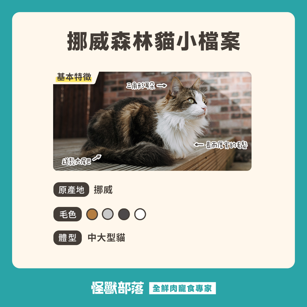 挪威森林貓小檔案