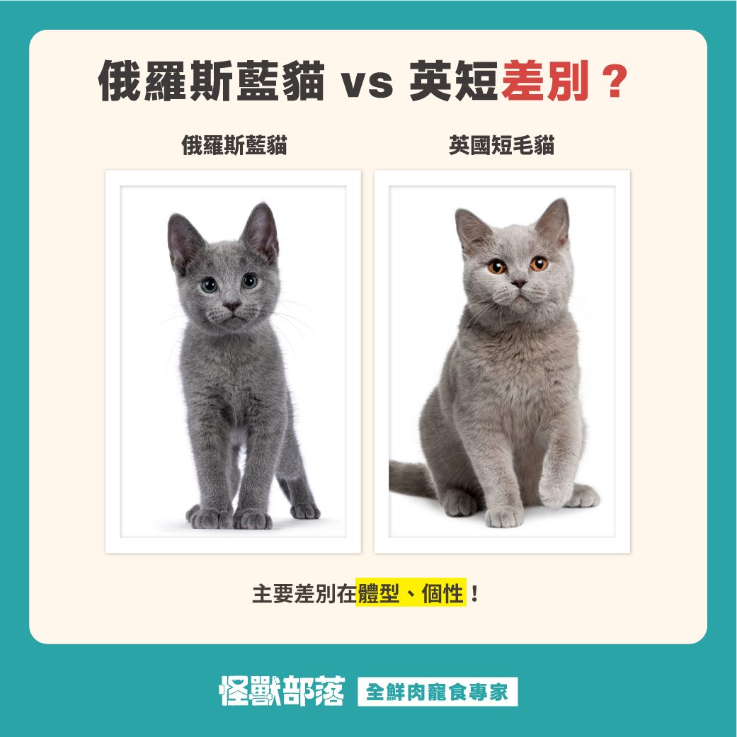 俄羅斯藍貓介紹：藍貓缺點、個性、價格與掉毛怎麼照顧？ - 怪獸部落