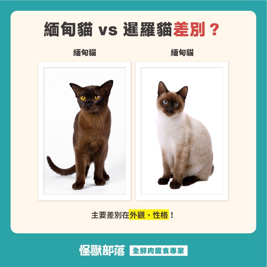 緬甸貓好養嗎？個性、缺點、疾病與照顧方法一次看！ - 怪獸部落