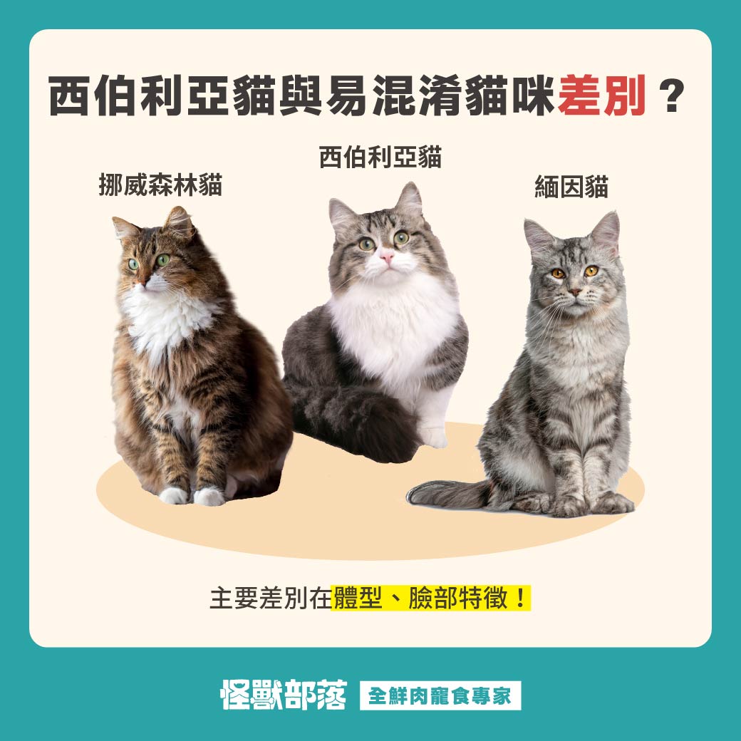 西伯利亞貓好養嗎？個性、缺點、疾病與照顧方法一次看！ - 怪獸部落