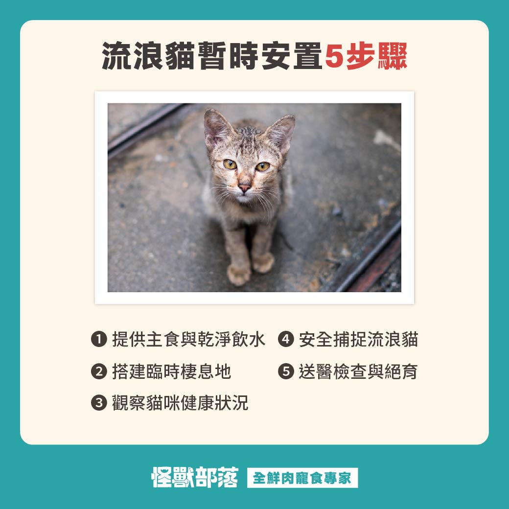 撿到流浪貓怎麼辦?要送去哪?處理步驟與送養指南一次看懂 - 怪獸部落