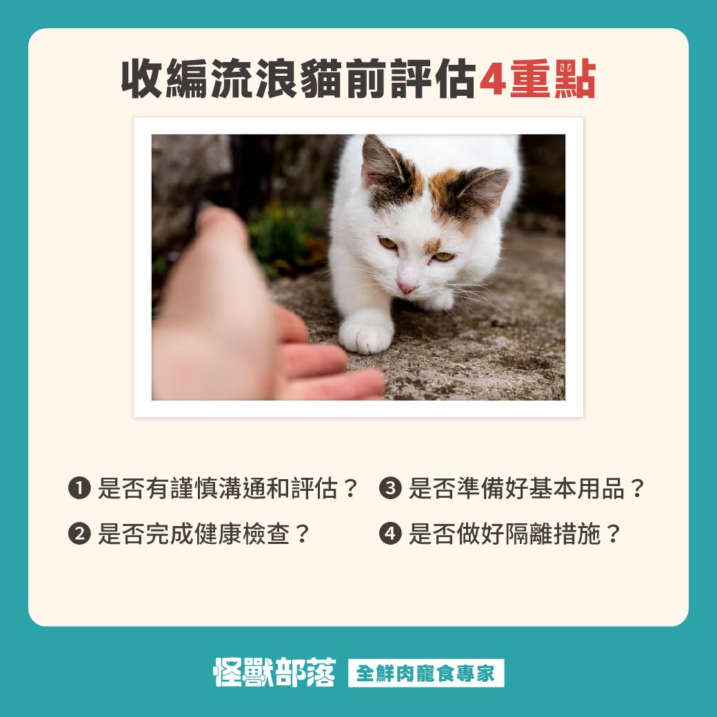 撿到流浪貓怎麼辦?要送去哪?處理步驟與送養指南一次看懂 - 怪獸部落