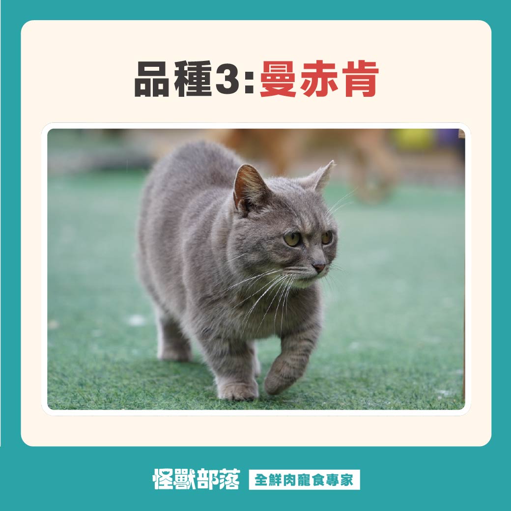可爱的红虎斑缅因猫弟弟| TikTok, image size:1040x1040