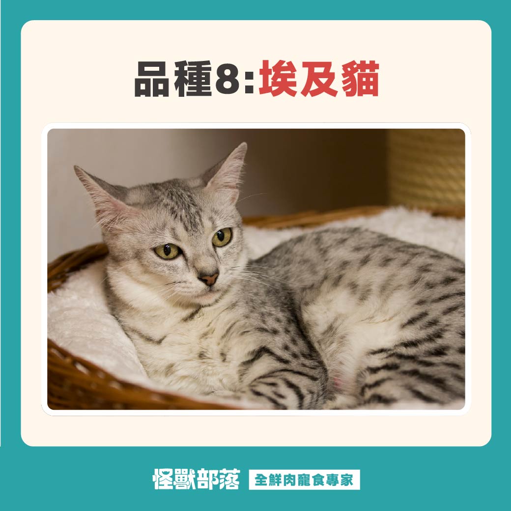 虎斑猫一般是公猫还是母猫- 抖音, image size:1040x1040