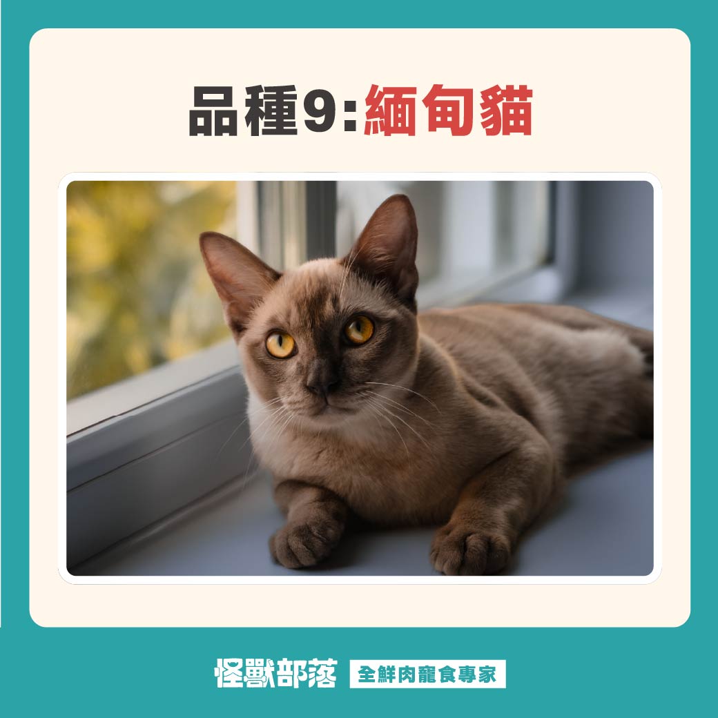 短毛貓品種有哪些？16 種短毛貓介紹、個性全攻略- 怪獸部落, image size:1040x1040