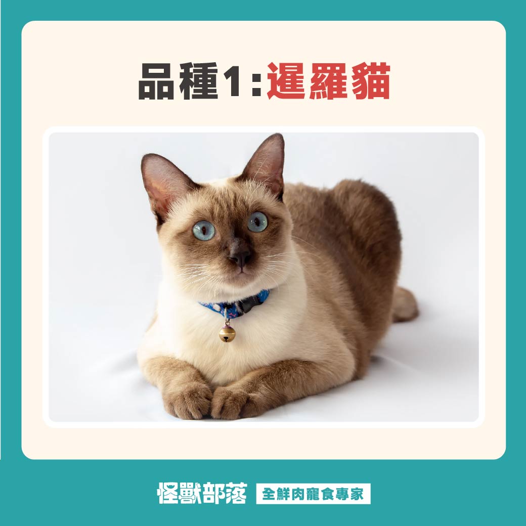 喵星人圖鑑| Move Hub Limited, image size:1040x1040