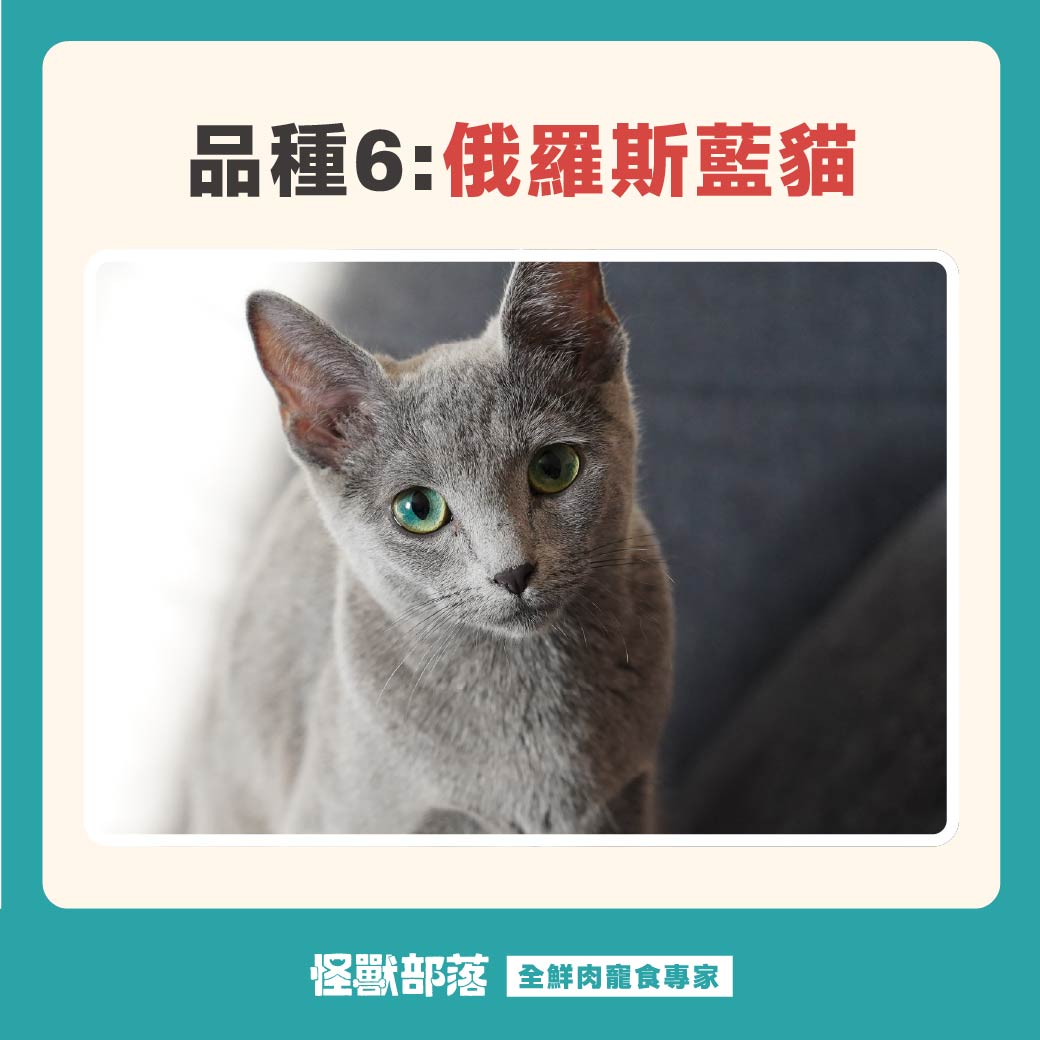 库珥修大人的伟人传开幕☆梗概| Re:从零开始的异世界生活Wiki | Fandom, image size:1040x1040