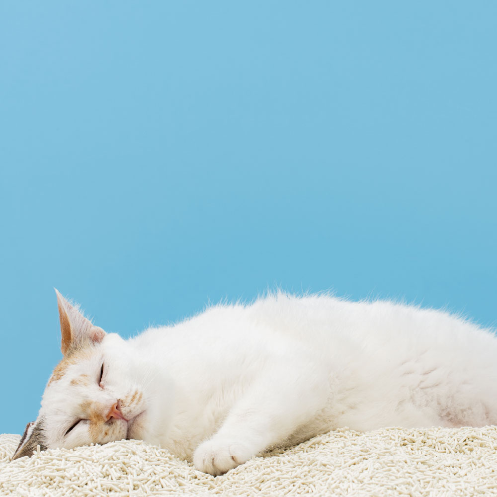 relaxcatlittercassava_IMG_1 (1)