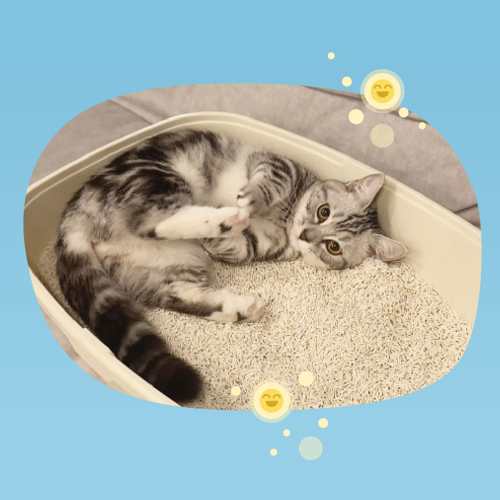 relaxcatlittercassava_IMG_2