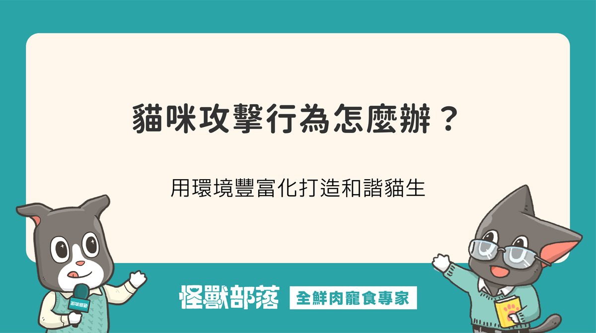 貓咪攻擊行為怎麼辦？用環境豐富化打造和諧貓生