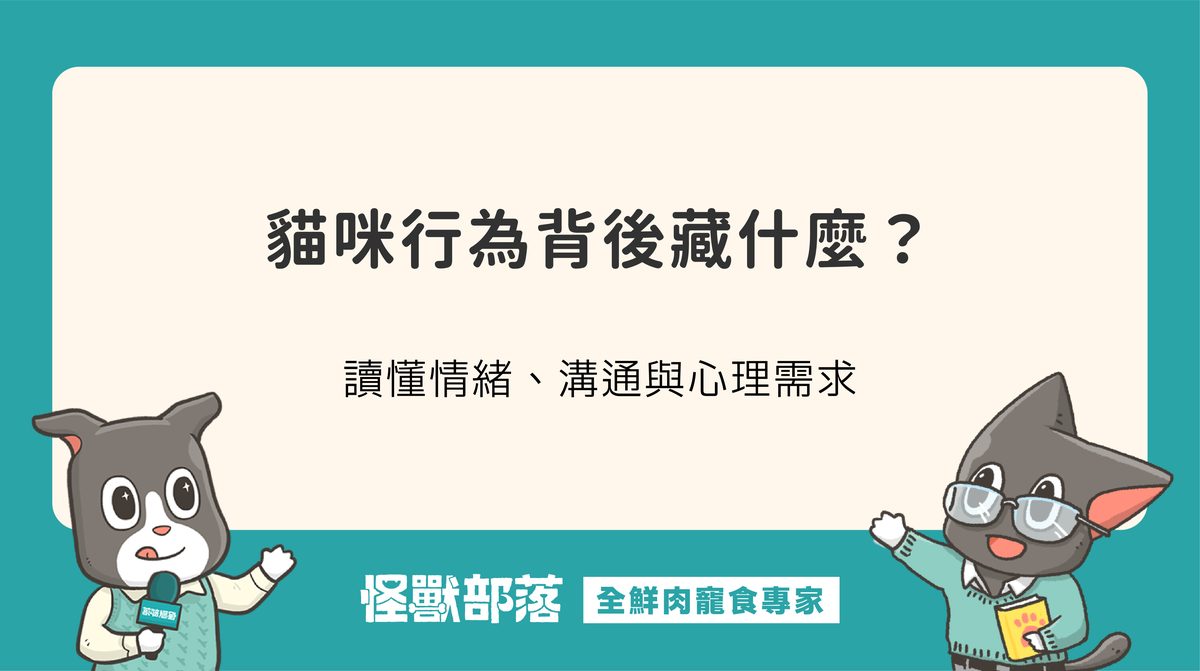 貓咪行為背後藏什麼？讀懂情緒、溝通與心理需求