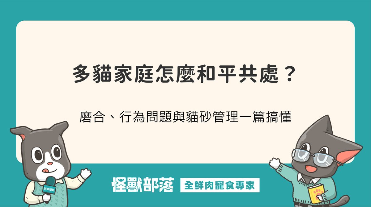 多貓家庭怎麼和平共處？磨合、行為問題與貓砂管理一篇搞懂