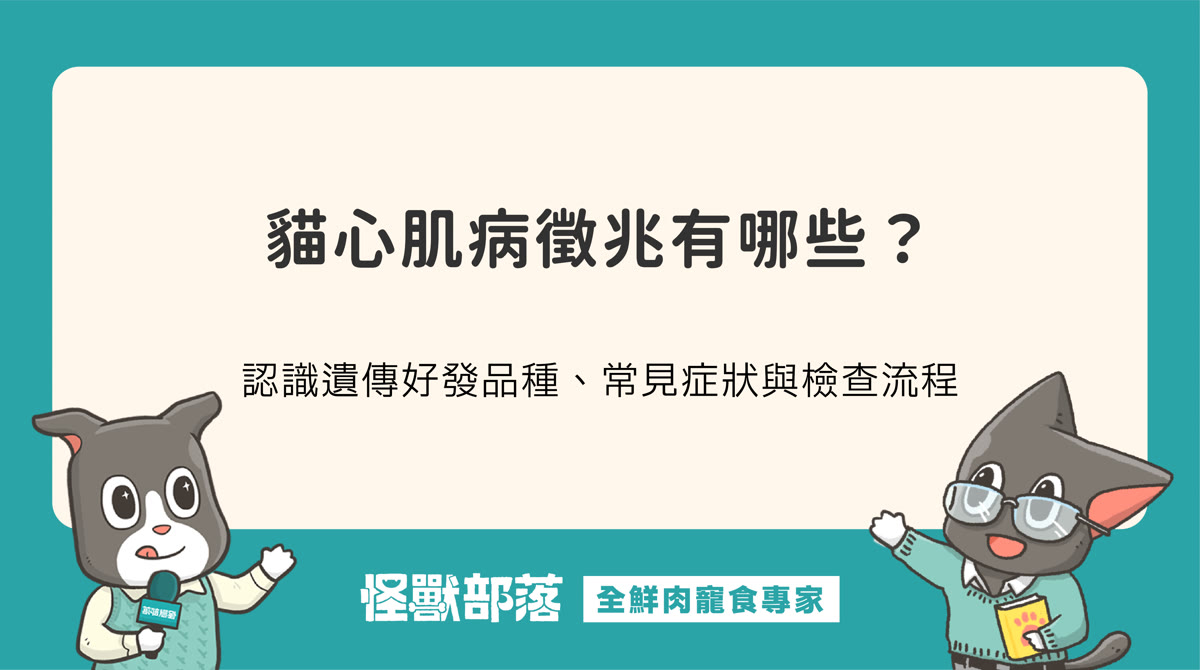 貓心肌病症狀有哪些？專業居家照護與心臟超音波費用