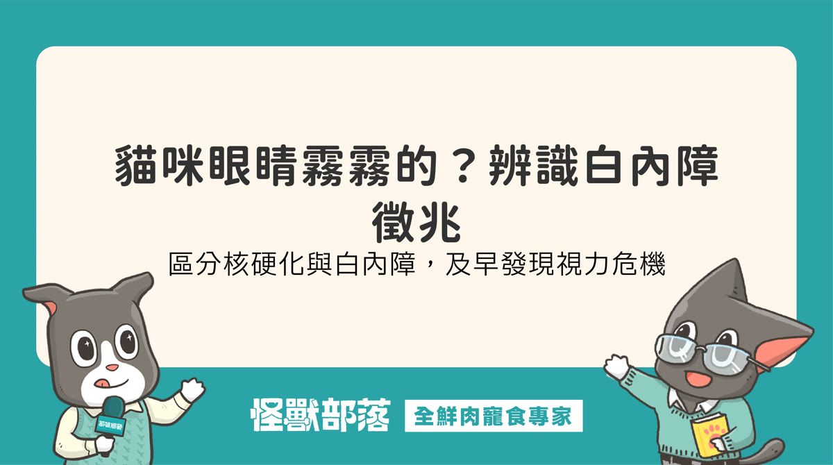 貓咪眼睛混濁是白內障嗎？初期症狀、成因與觀察指標