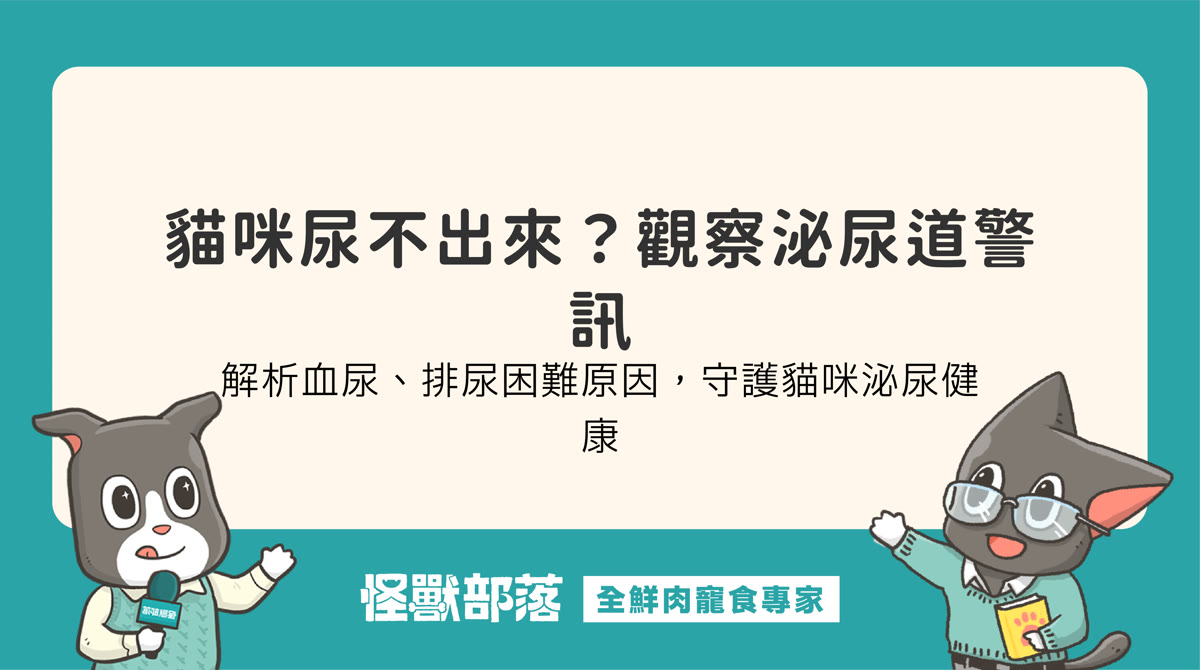 貓下泌尿道症候群原因有哪些？觀察血尿與尿不出來的警訊