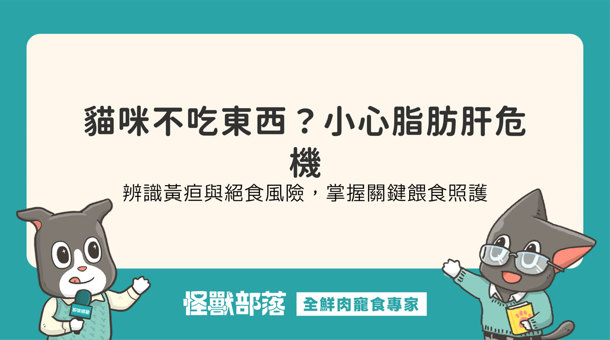 貓脂肪肝怎麼辦？小貓咪不吃東西黃疸症狀與餵食照護建議
