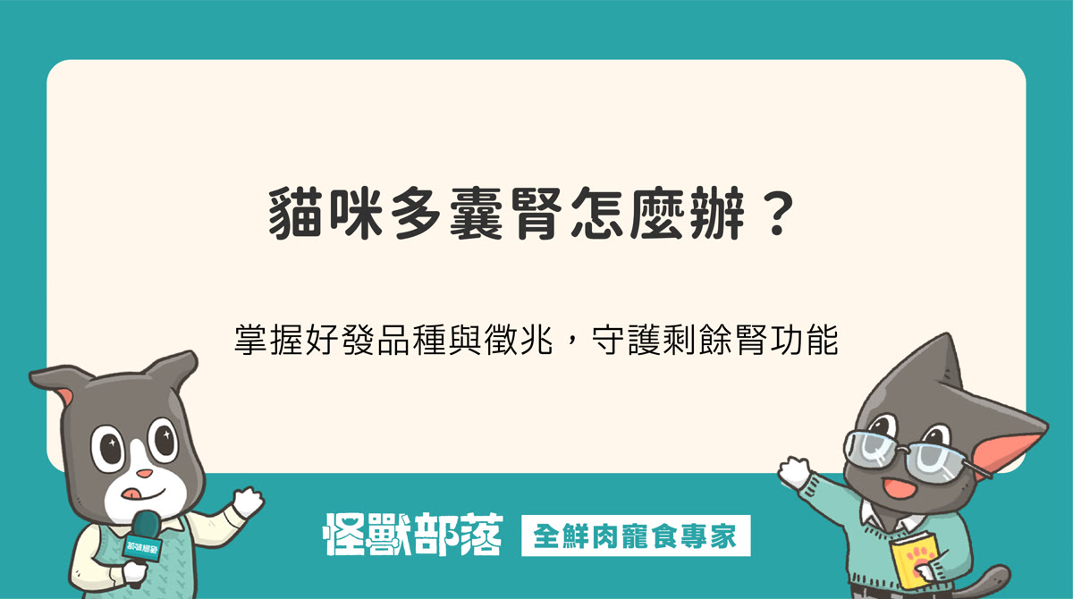 貓多囊腎 PKD 是什麼？常見症狀、好發品種與照護重點
