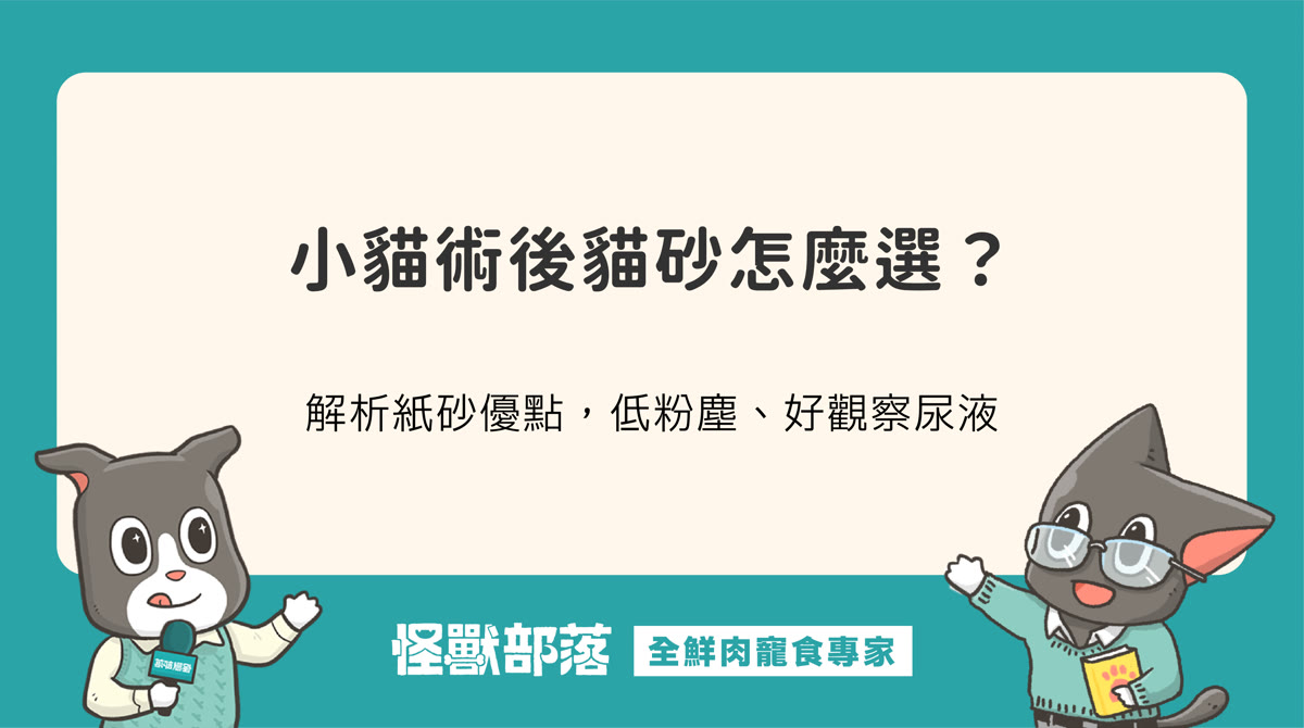 什麼樣的小貓咪適合用紙砂？優缺點與術後挑選一次看