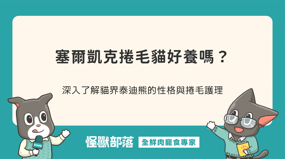 塞爾凱克捲毛貓好養嗎？性格分析與捲毛整理照顧要點