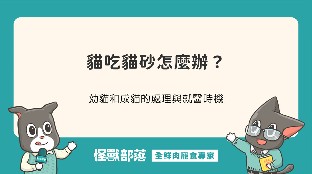 貓吃貓砂怎麼辦？幼貓和成貓的處理方式與就醫時機