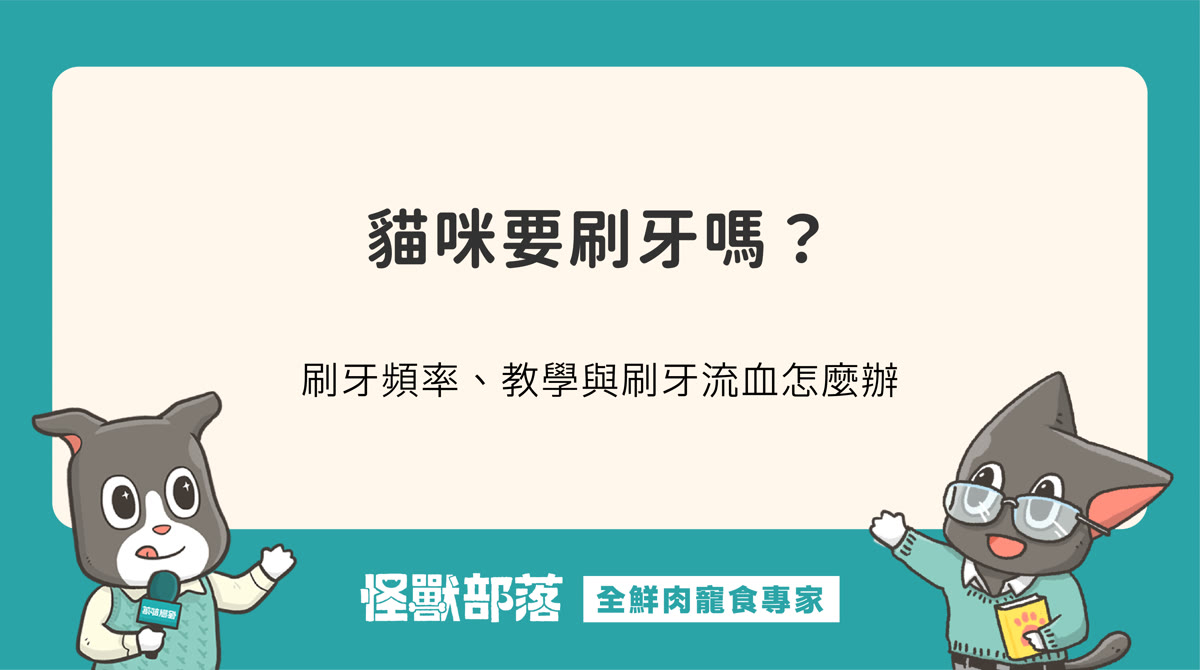 貓咪要刷牙嗎？貓咪刷牙頻率、教學與刷牙流血怎麼辦