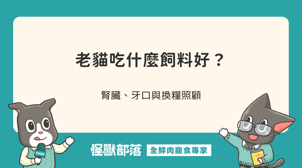 老貓吃什麼飼料好？腎臟、牙口與換糧怎麼顧，附 2026 年 11 款老貓飼料推薦