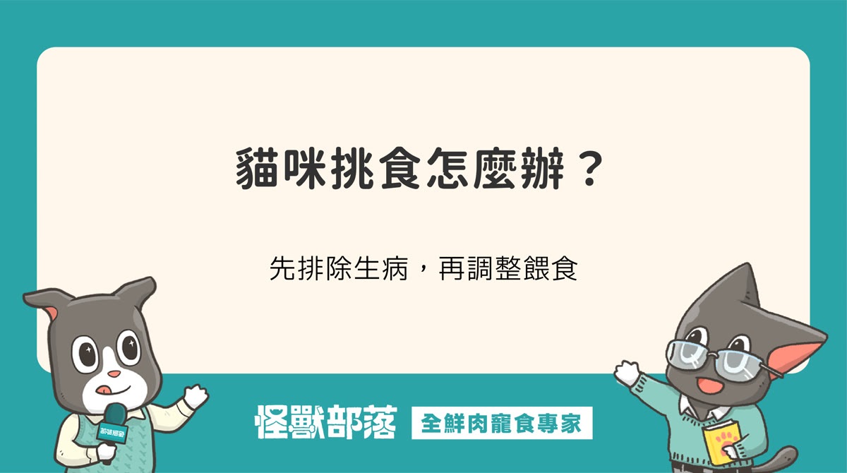 貓咪挑食怎麼辦?先排除生病,再處理不吃飼料與只吃肉泥