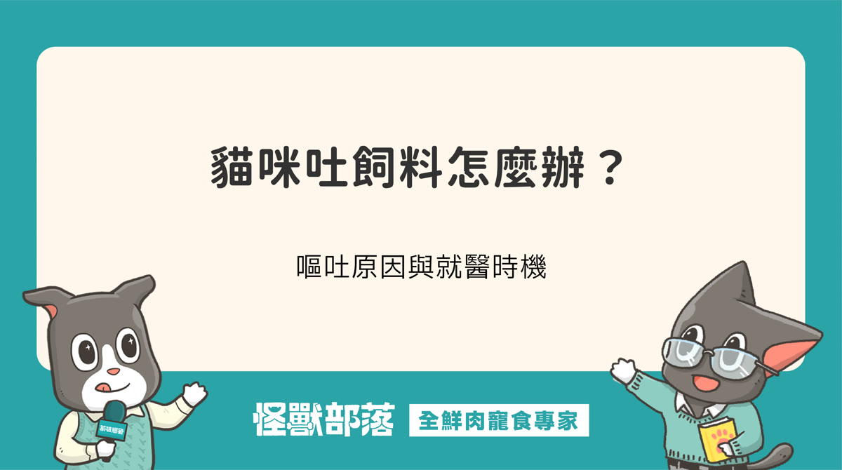 貓咪吐飼料、吃完就吐、乾嘔怎麼辦？貓咪嘔吐的原因與就醫時機