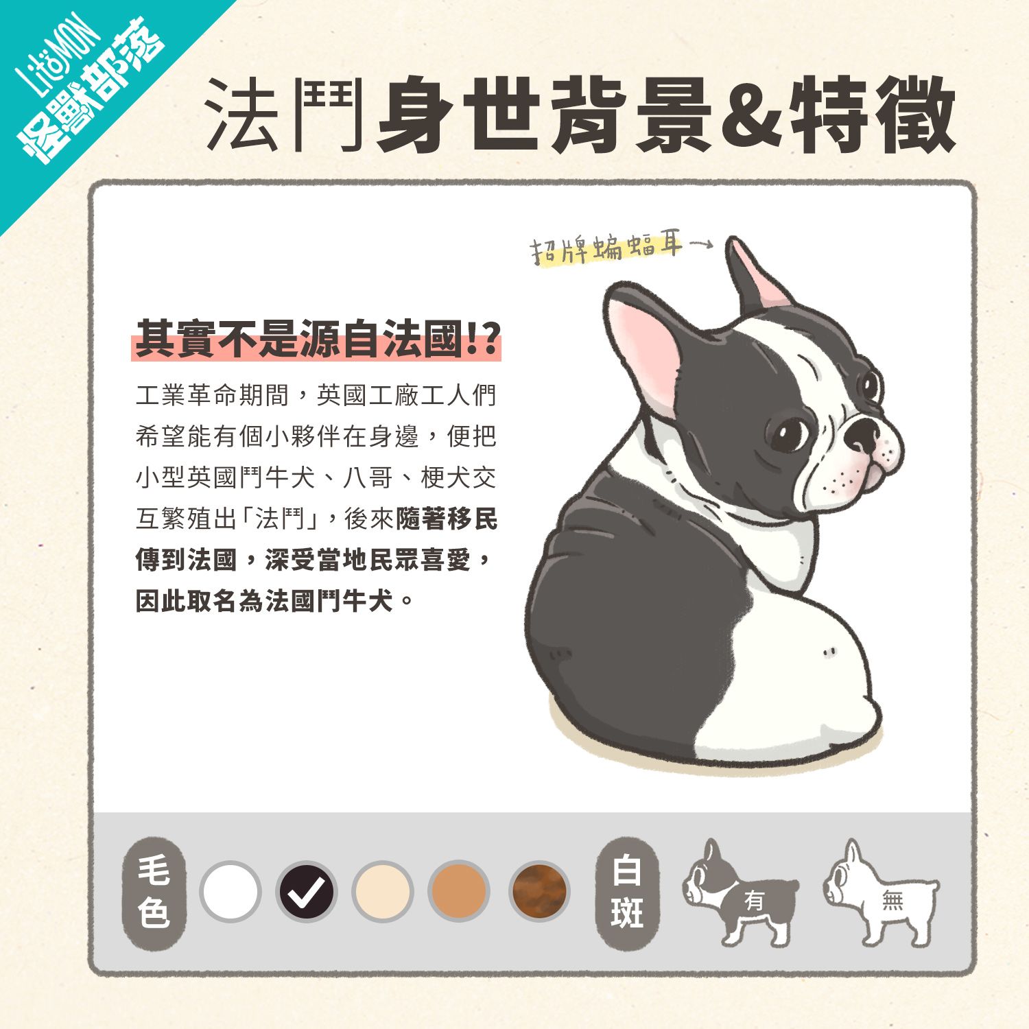 法鬥 法國鬥牛犬 法鬥品種