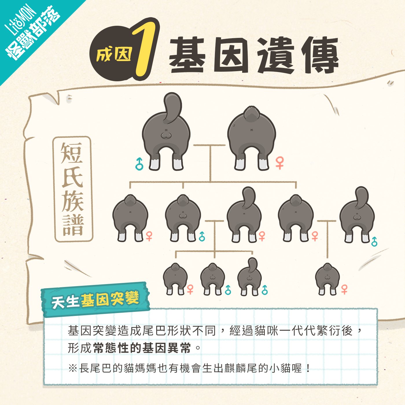 麒麟尾 貓咪麒麟尾 麒麟尾貓