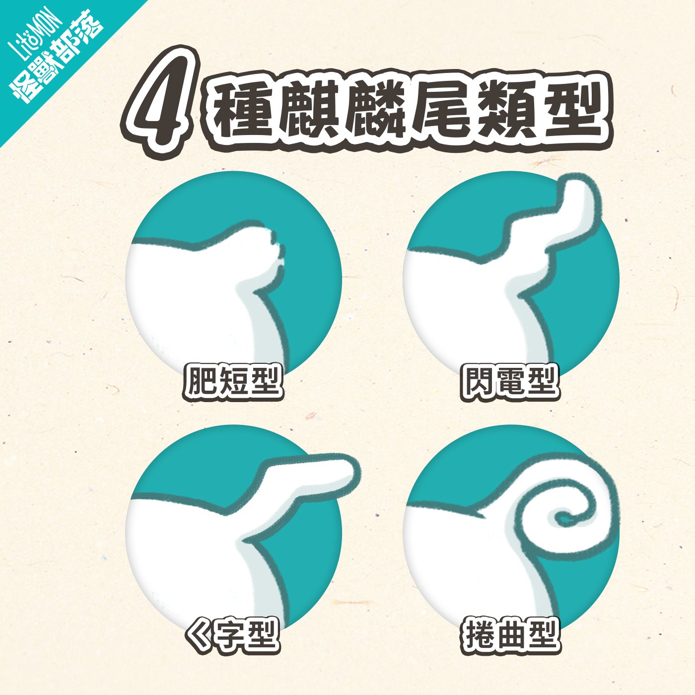 麒麟尾 貓咪麒麟尾 麒麟尾貓