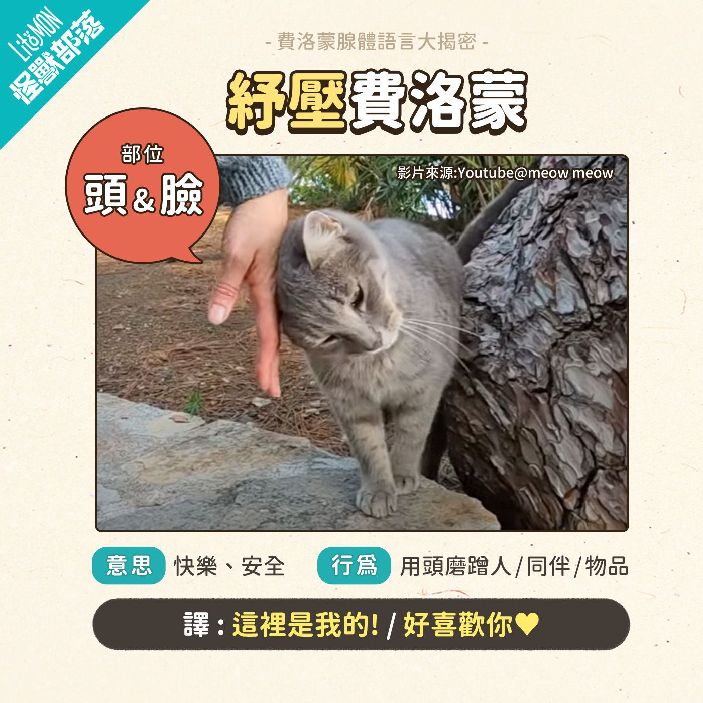 貓咪費洛蒙 是什麼 貓咪壓力 貓費洛蒙