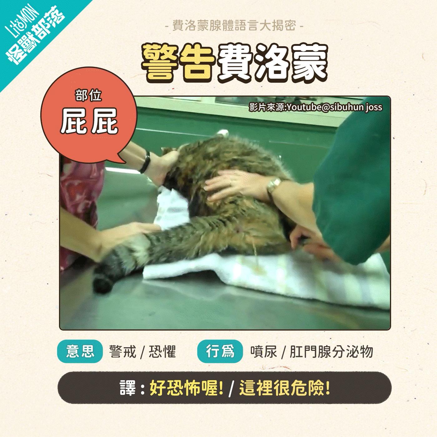 貓咪費洛蒙 是什麼 貓咪壓力 貓費洛蒙