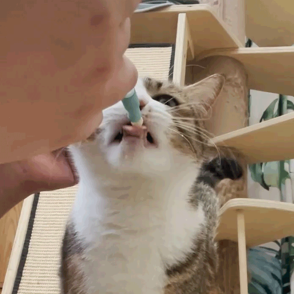 貓咪餵藥